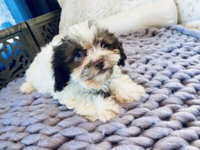 Hypoallergenic Shihtzu Toy poodle