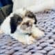 Hypoallergenic Shihtzu Toy poodle