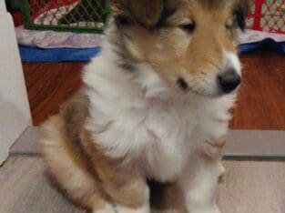 Meet KONA- Rough Collie Puppy 8 weeks