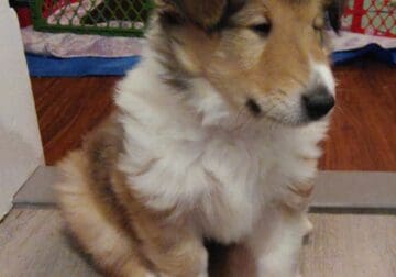 Meet KONA- Rough Collie Puppy 8 weeks