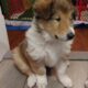 Meet KONA- Rough Collie Puppy 8 weeks