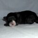 Nike- MaltiPoo male, non-shed, emot supprt pet