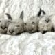 Persian kittens
