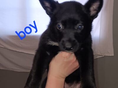 Belgian Malinois & Border Collie mixed puppies