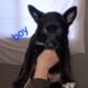 Belgian Malinois & Border Collie mixed puppies