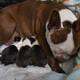 Boston Babies Yakima, WA