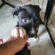 Dogo Argentino/ American Staffordshire puppies