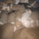 Full blooded pitbull puppies
