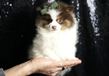 Pew Pew Pew AKC Pomeranain