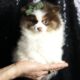Pew Pew Pew AKC Pomeranain