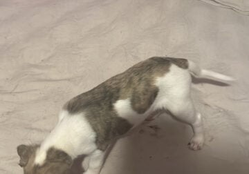 Whipett puppies