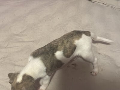 Whipett puppies