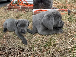 Puppies are ready to go now . They come with paper