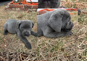Puppies are ready to go now . They come with paper
