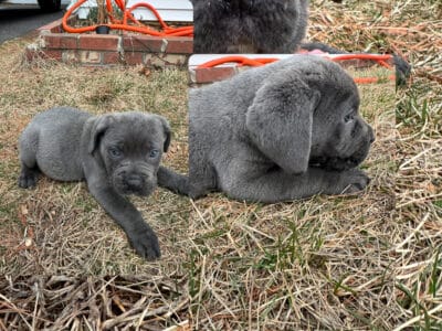 Puppies are ready to go now . They come with paper