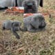 Puppies are ready to go now . They come with paper