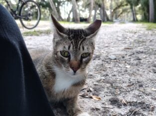 Elisha: Cat for Adoption