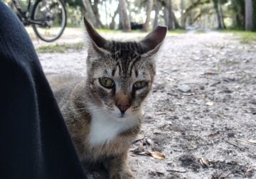 Elisha: Cat for Adoption