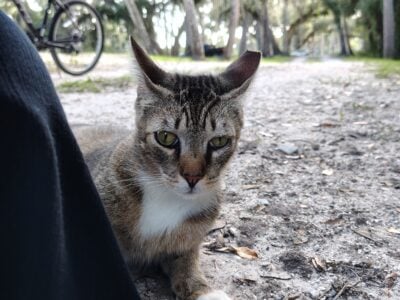 Elisha: Cat for Adoption