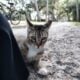 Elisha: Cat for Adoption