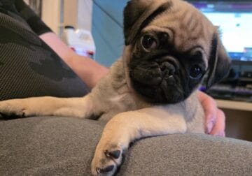 Pug puppies