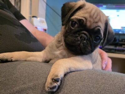 Pug puppies