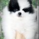Black and White AKC Parti Pomeranian Puppy Adam
