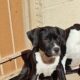 Dogo Argentino/ American Staffordshire puppies