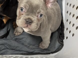 Female French Bulldog Puppy