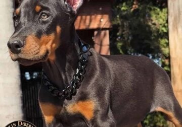 Doberman Pinscher puppies for sale!