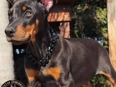 Doberman Pinscher puppies for sale!