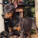 Doberman Pinscher puppies for sale!