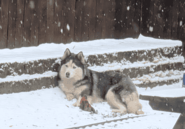 Husky