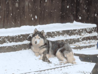 Husky