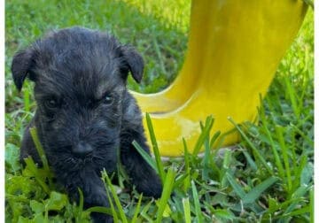 Baxter-Giant Schnauzer-Salt & Pepper