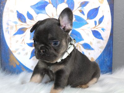 BLUE GIRL ♥♥♥