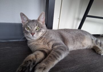 Grey smoke: A cat with a smoky gray coat. 