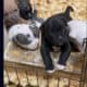 American Bully Puppy