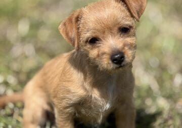 Pomchi Puppies