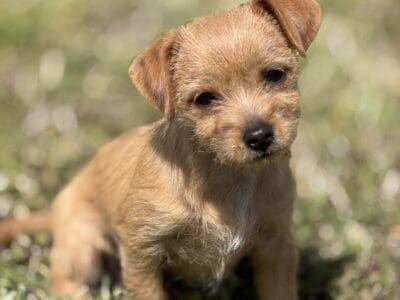 Pomchi Puppies