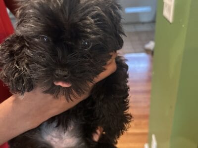 Shih Tzu, Yorkie and Maltese mix