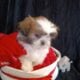 Shih tzu pups