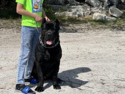 CANE CORSO PUPPIES