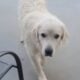 Great Pyrenees