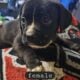 Puppies looking for a good home