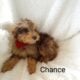 Mini bernedoodle Chance