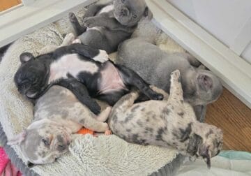 French bulldog puppies