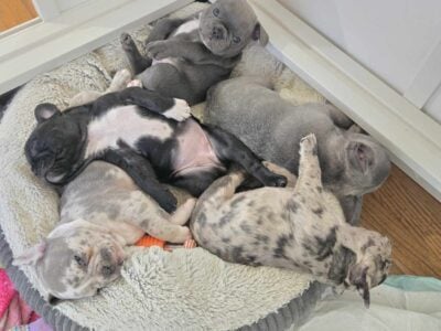 French bulldog puppies