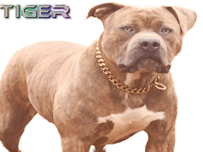 MAXIMUS