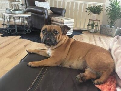 Fawn French bulldog